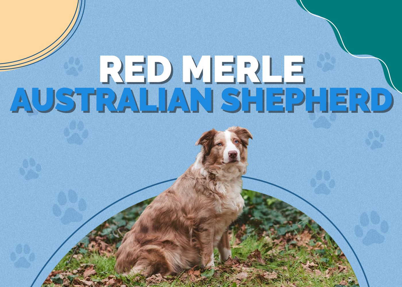 Red Merle Australian Shepherd: Pictures, Facts & History
