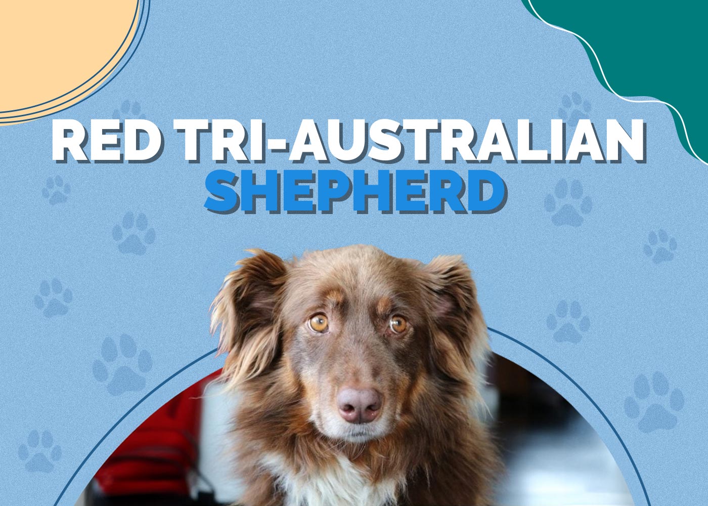 Red Tri-Australian Shepherd: 8 Interesting Facts (With Pictures)