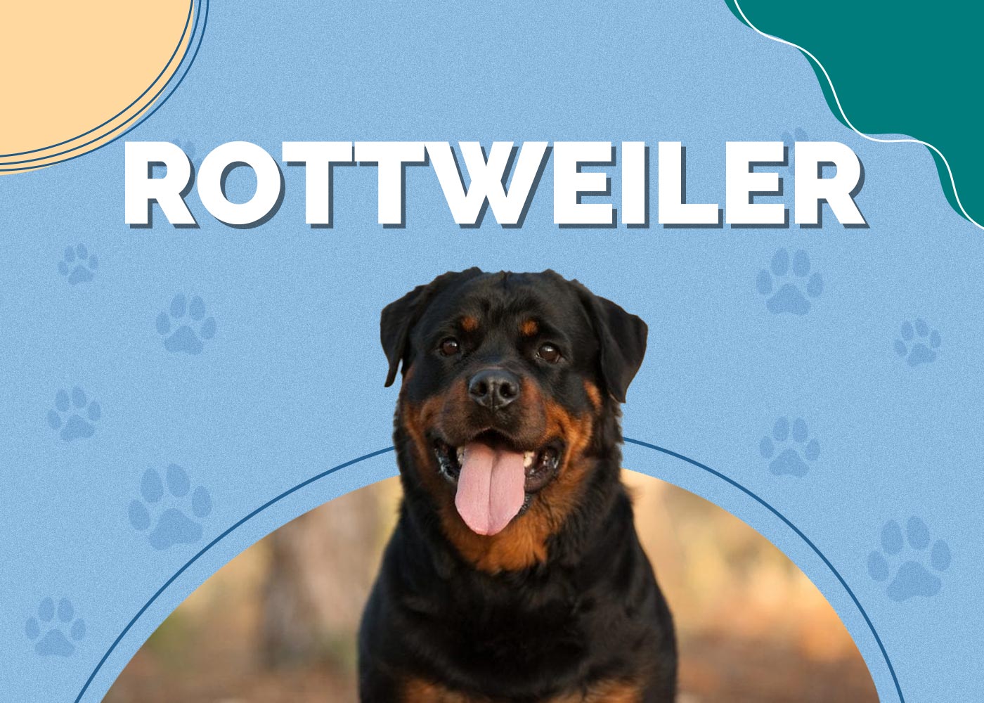 Rottweiler | Dog Breed Info, Pictures, Puppies, Facts, Health