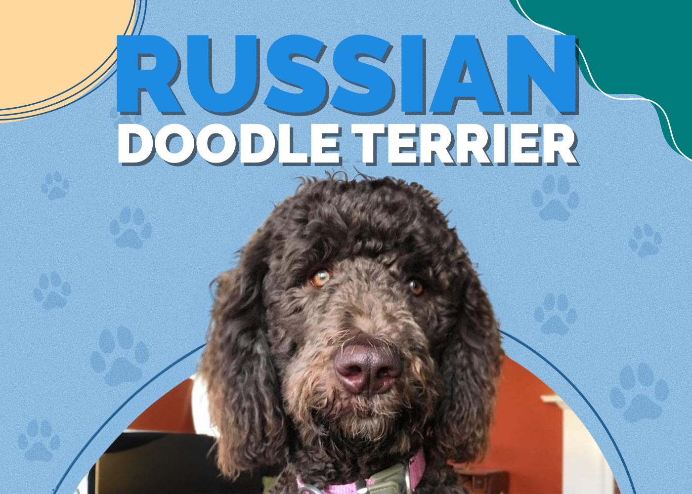 Russian Doodle Terrier (Black Russian Terrier & Poodle Mix) Info, Pictures & More