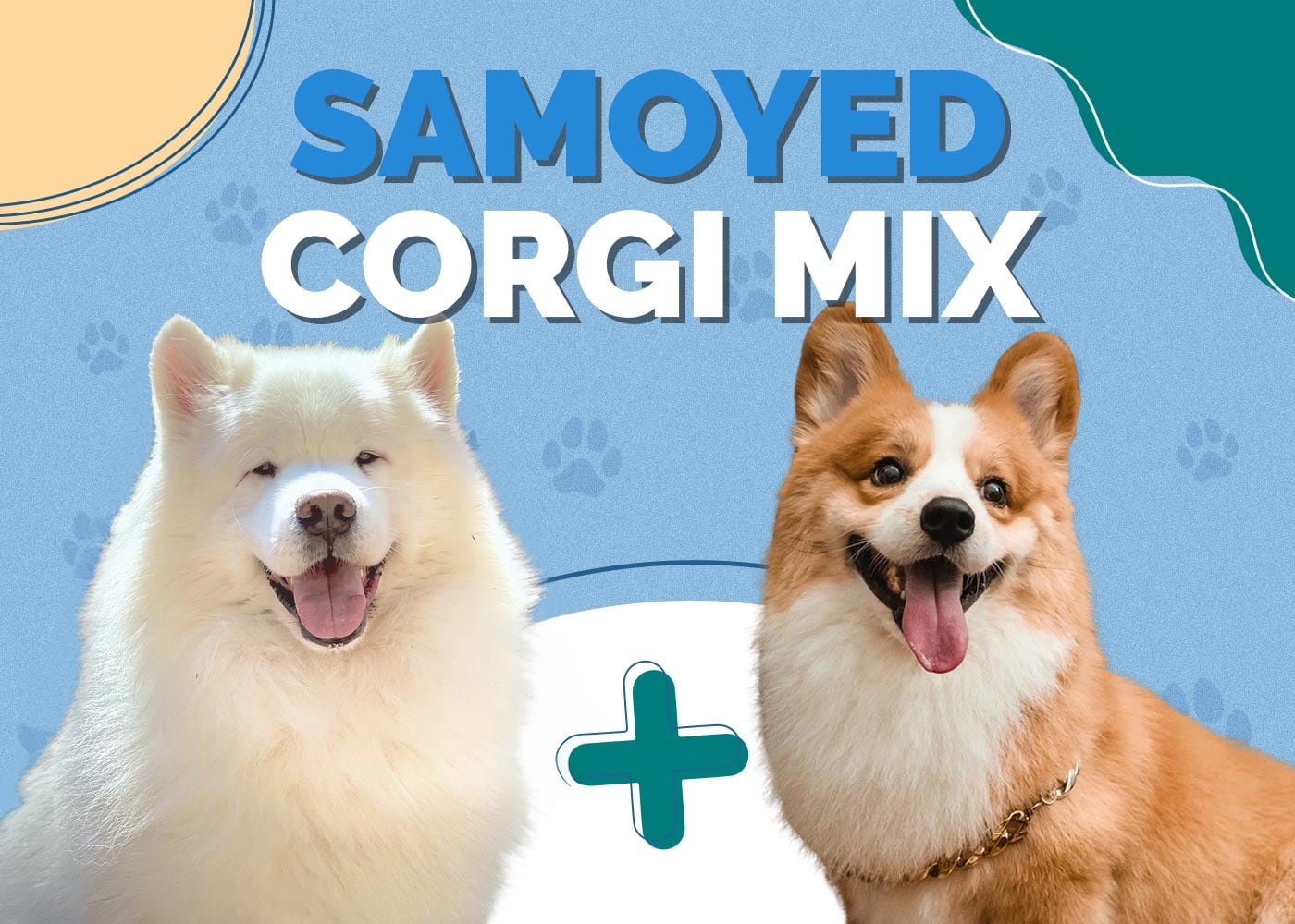 Samoyed Corgi Mix Dog Breed: Info, Pictures, Care & More