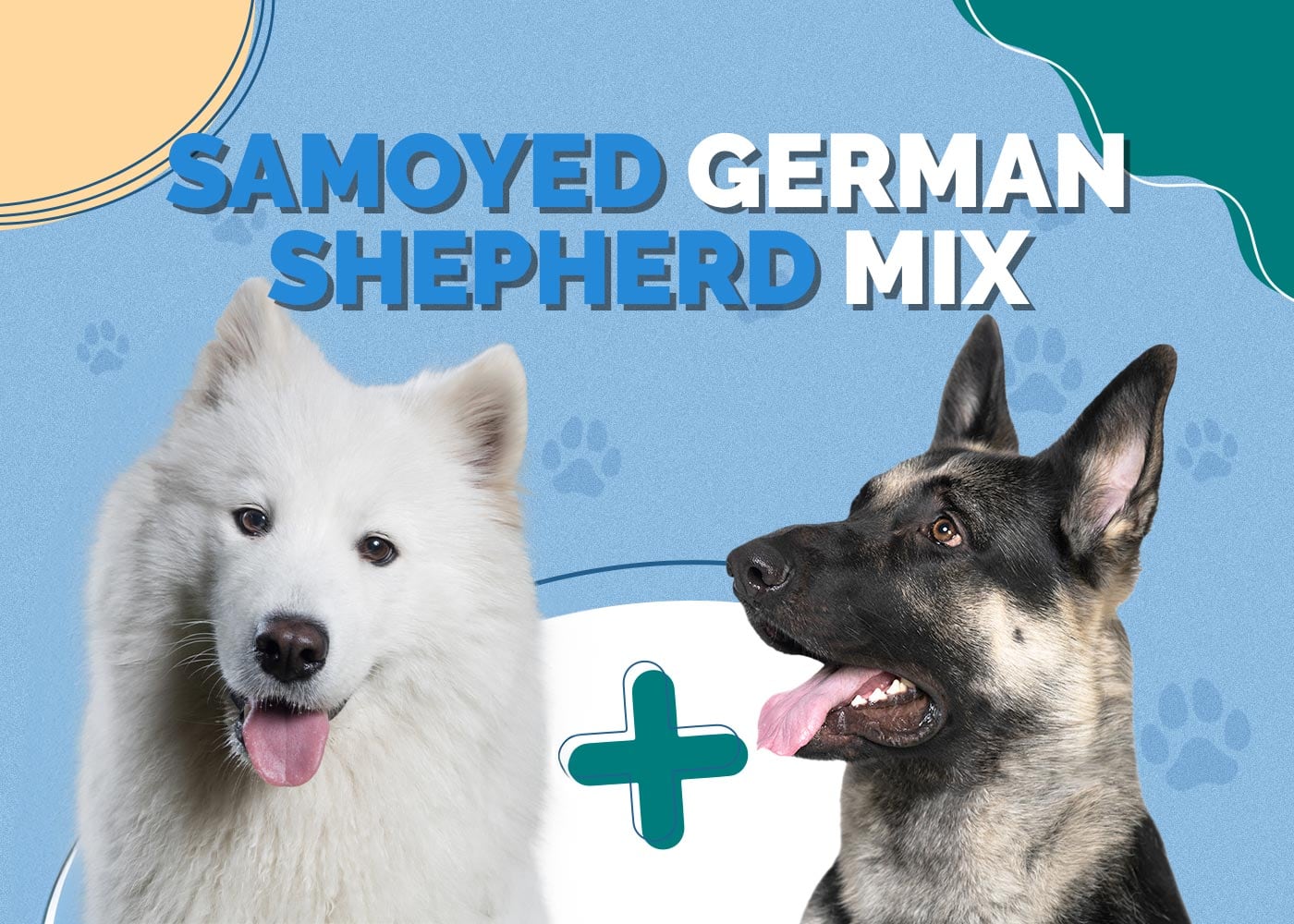 Samoyed German Shepherd Mix: Info, Pictures, Characteristics & More