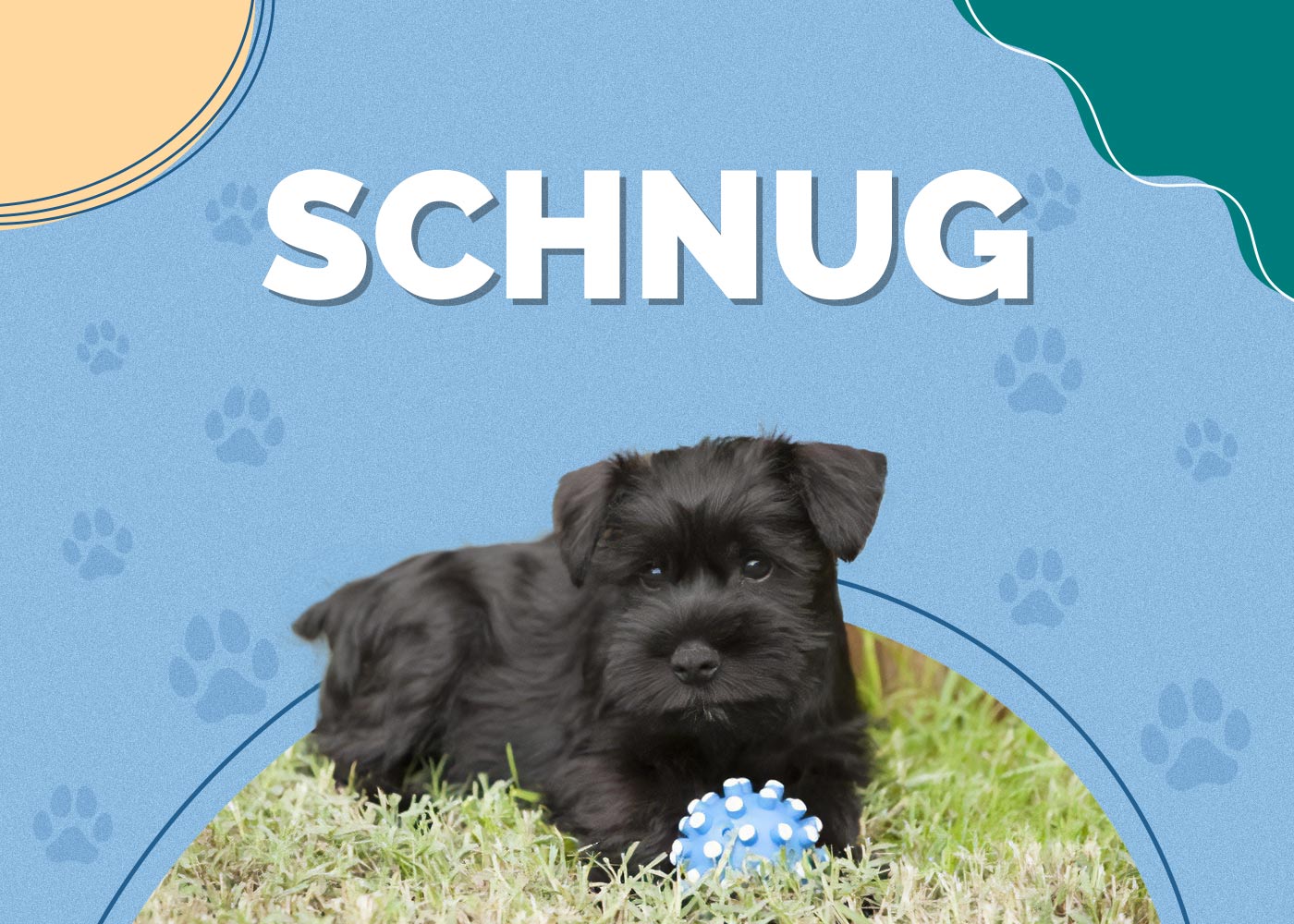 Schnug (Miniature Schnauzer & Pug Mix) Info, Pictures, Facts, Traits