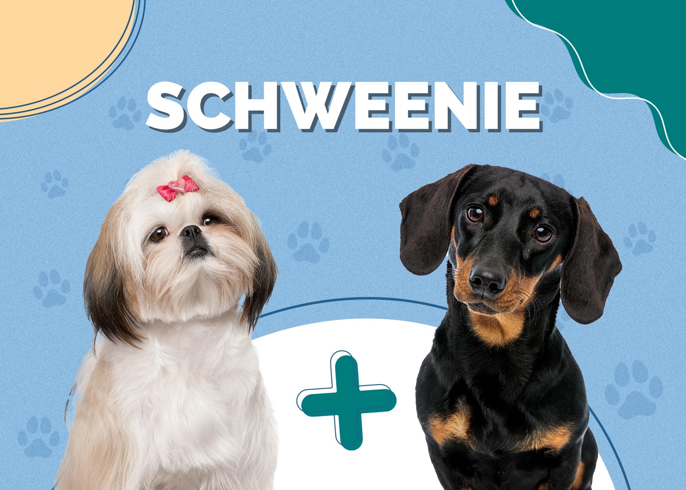 Schweenie (Shih-Tzu & Dachshund Mix) Info, Pictures, Facts