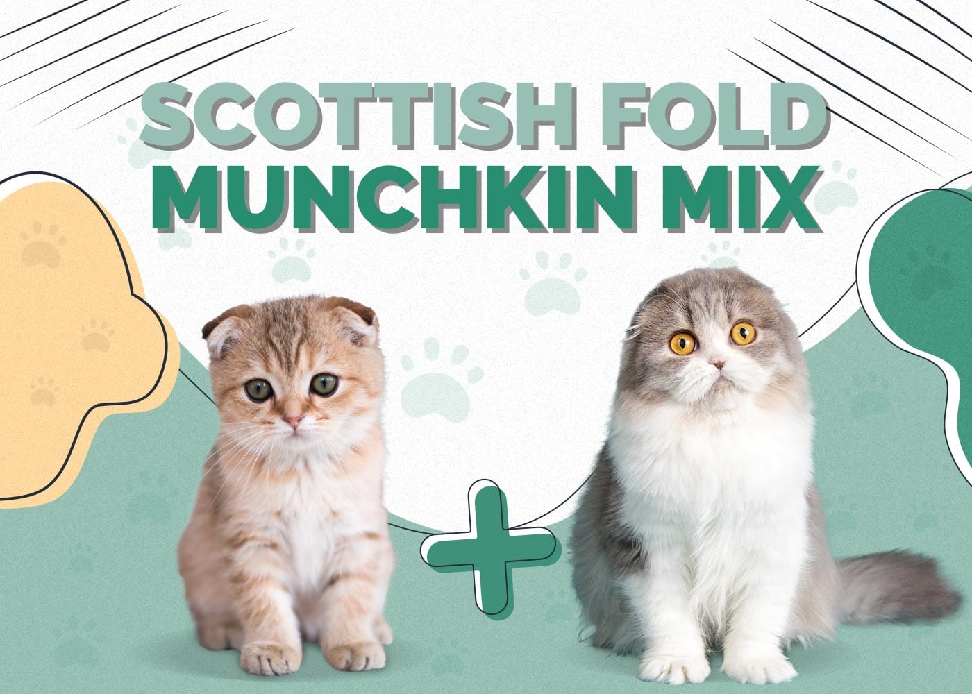 Scottish Fold Munchkin Mix Cat Breed: Info, Pictures, Characteristics & Facts
