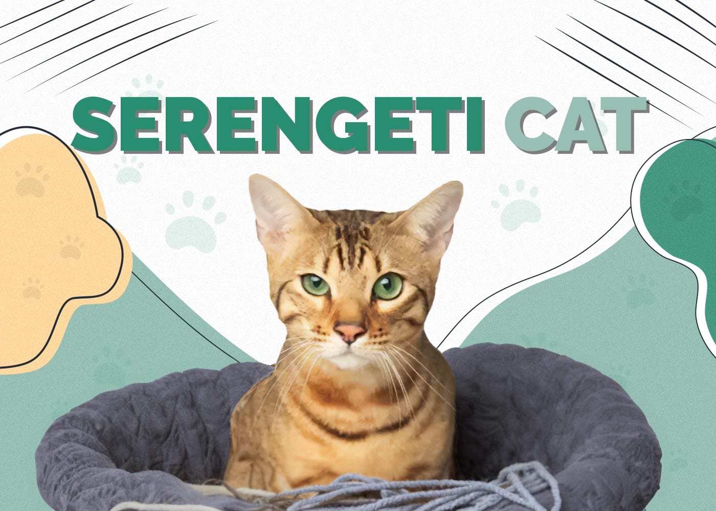 Serengeti Cat: Breed Info, Pictures, Care, Traits & Facts