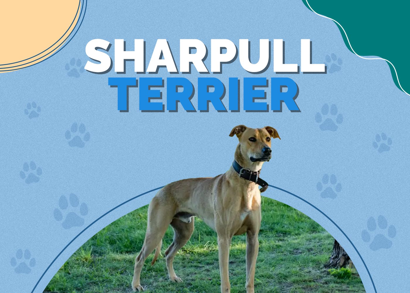 Sharpull Terrier (Shar-Pei & Pitbull Mix): Breed Info, Pictures & Care Guide