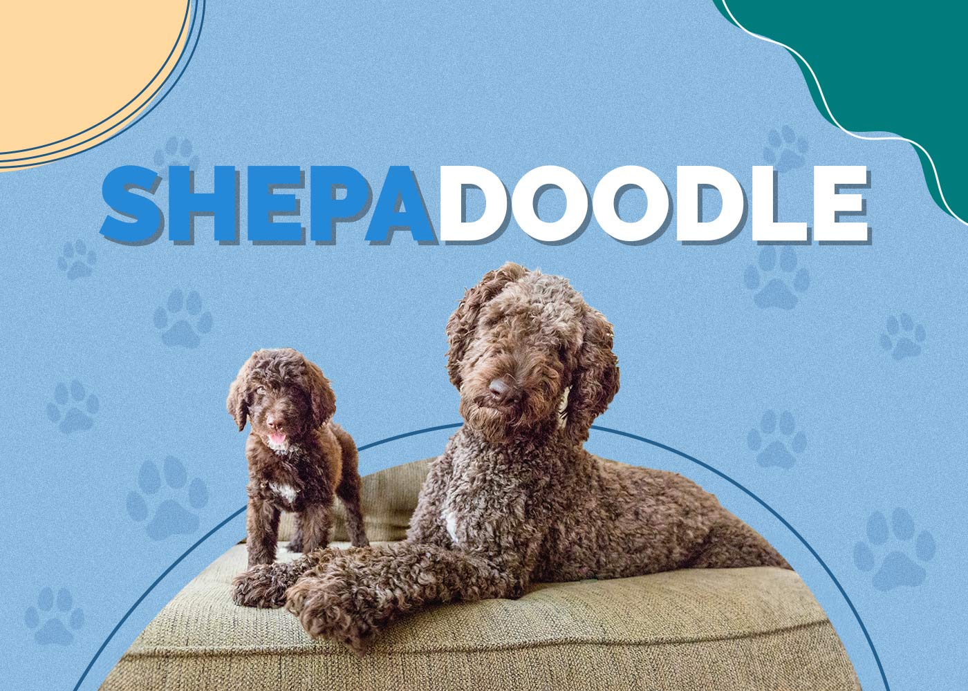 Shepadoodle: Info, Pictures, Characteristics & More