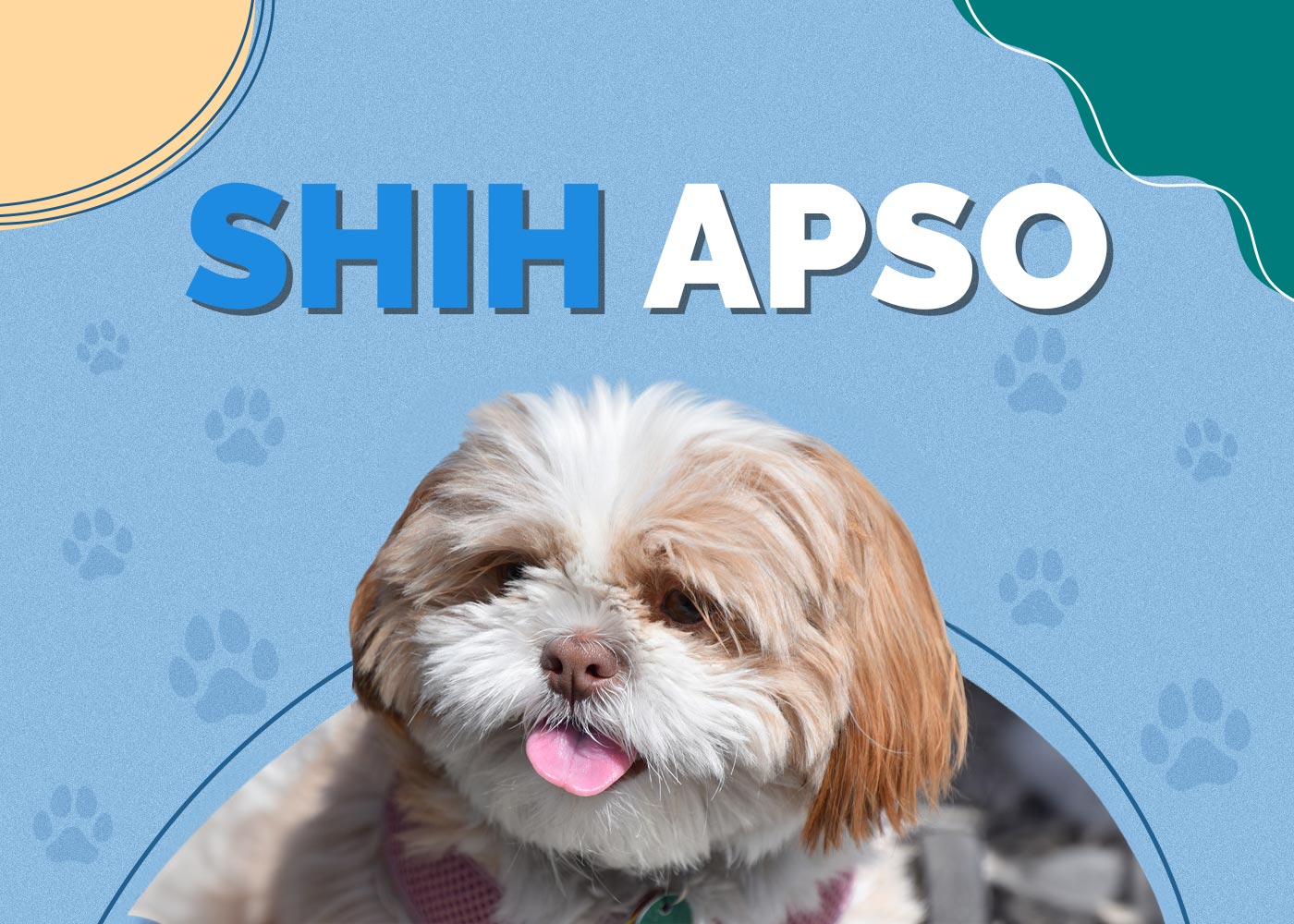 Shih Apso (Lhasa Apso & Shih Tzu Mix) Info, Pictures, Facts