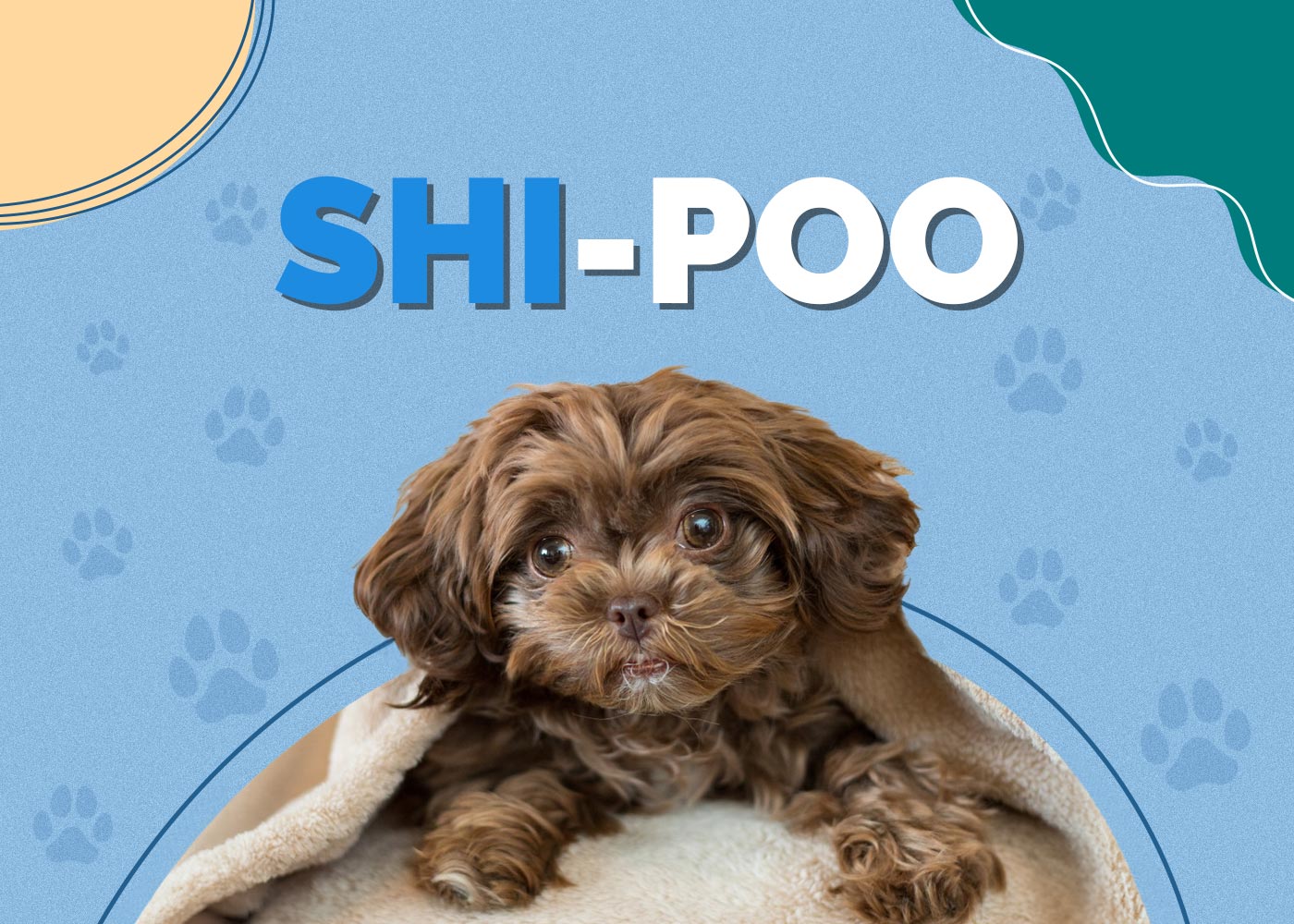 Shih-Poo (Shih-Tzu & Poodle Mix): Info, Pictures, Facts, Personality