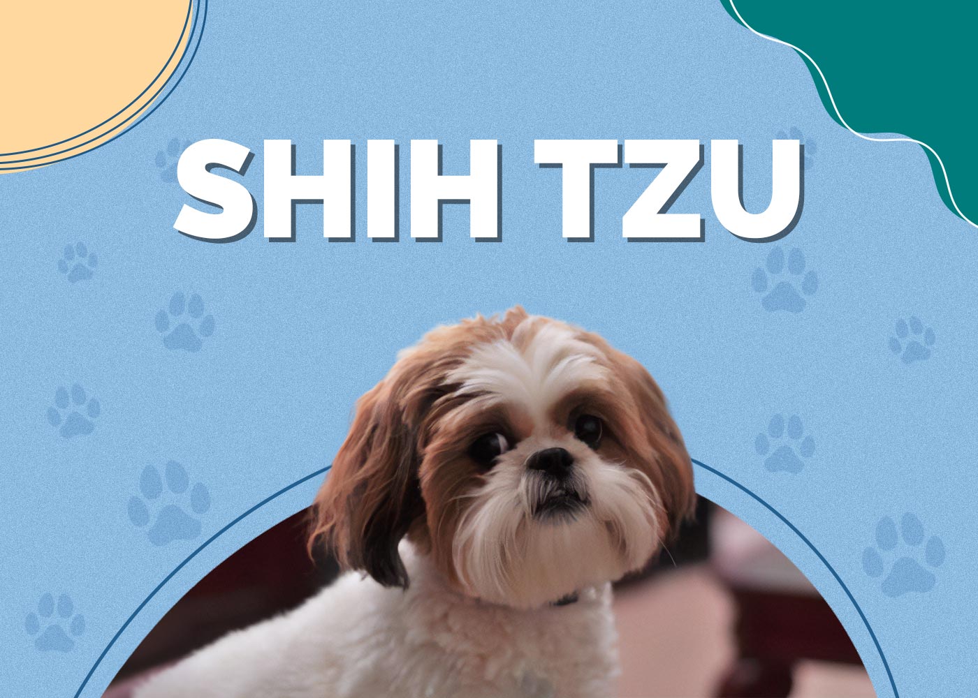 Shih Tzu Dog Breed Info: Pictures, Traits, Facts, Puppy Info