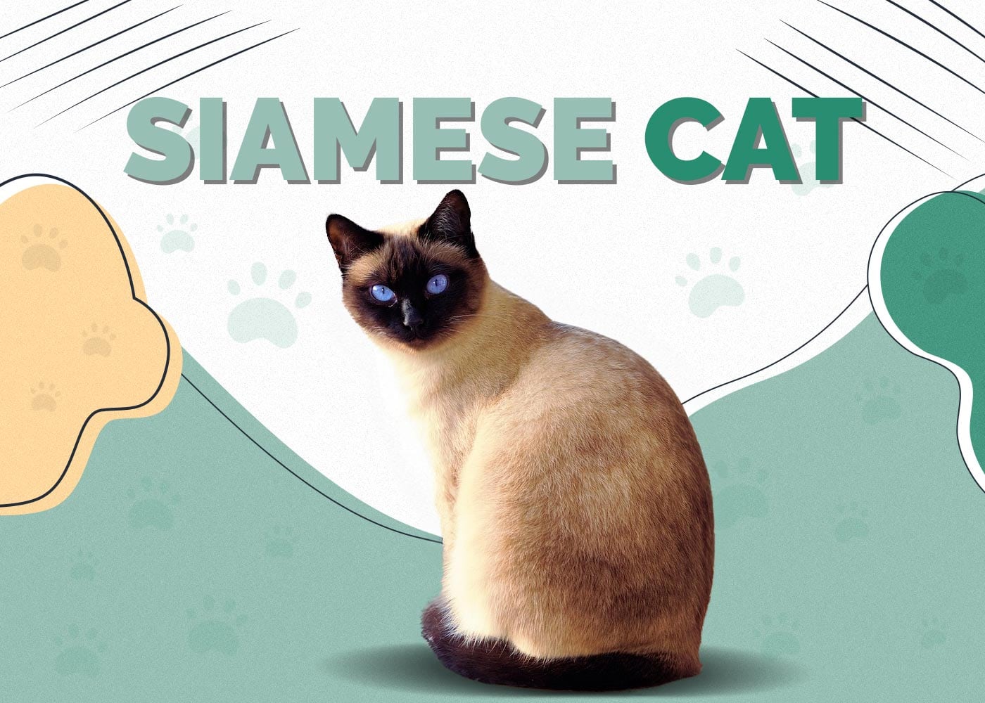 Siamese Cat Breed: Info, Pictures, Care Guide & More