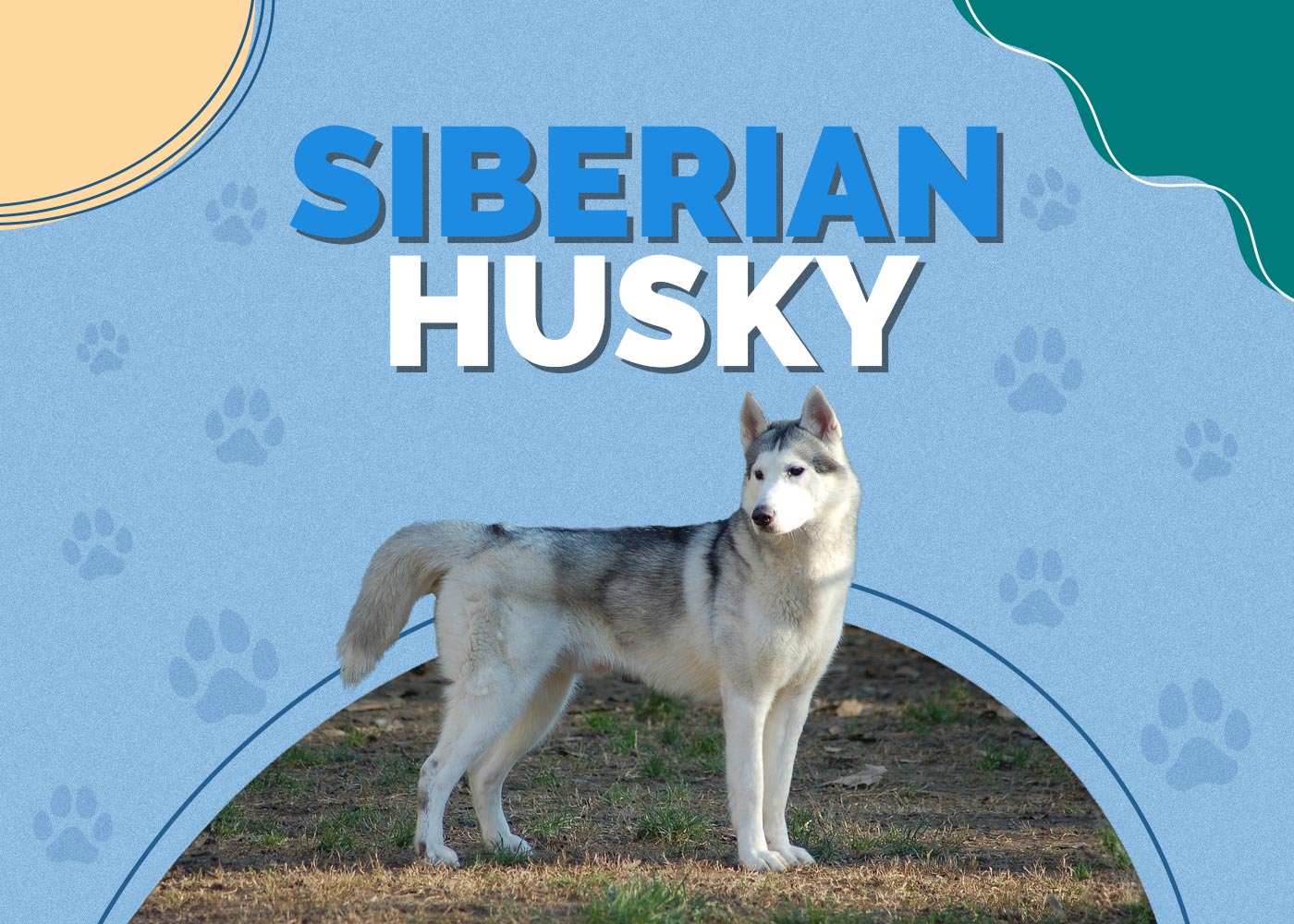Siberian Husky | Dog Breed Info: Pictures, Personality & Facts