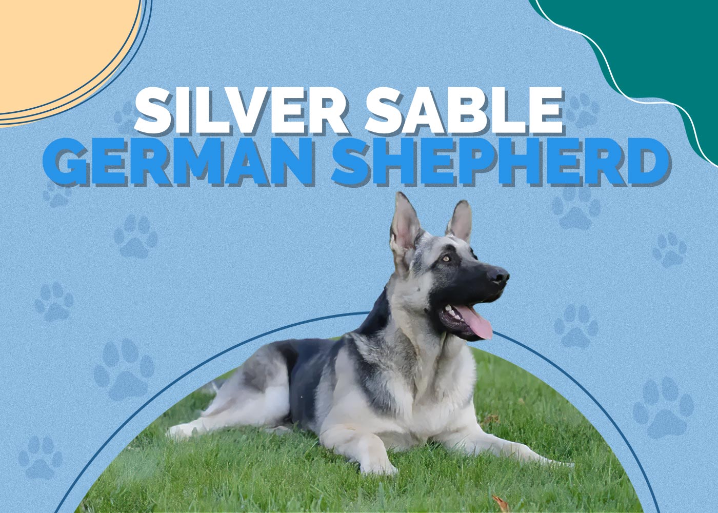 Silver Sable German Shepherd: Interesting Facts, Info & Pictures