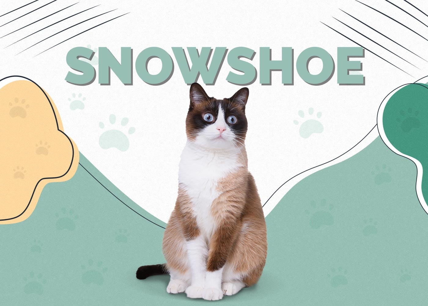 Snowshoe Cat Breed: Info, Pictures, Care, Traits & Facts