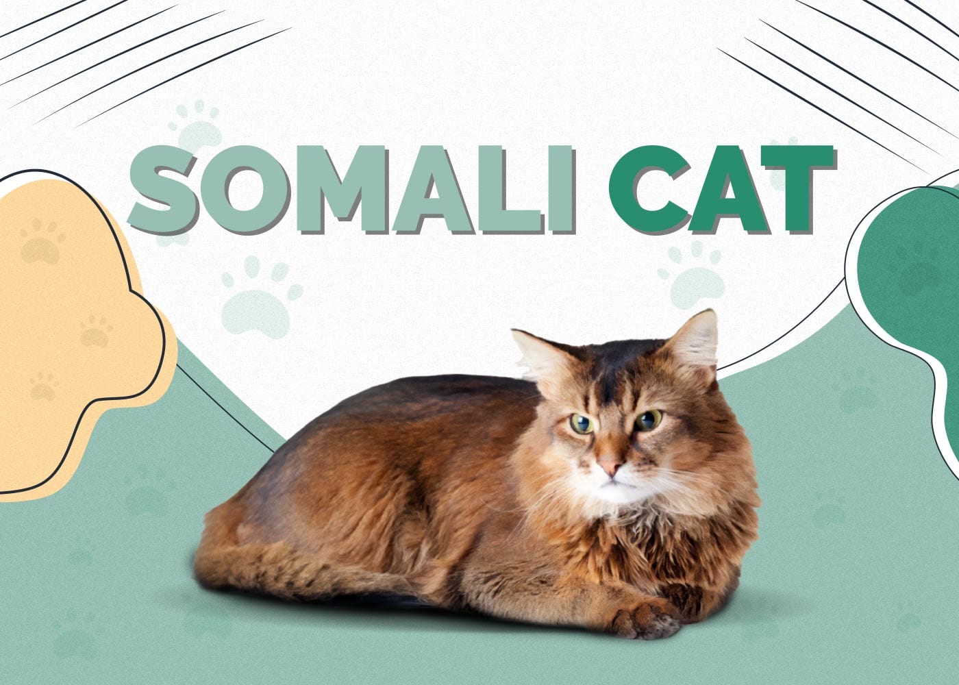 Somali Cat Breed: Info, Pictures, Care, Traits & Facts