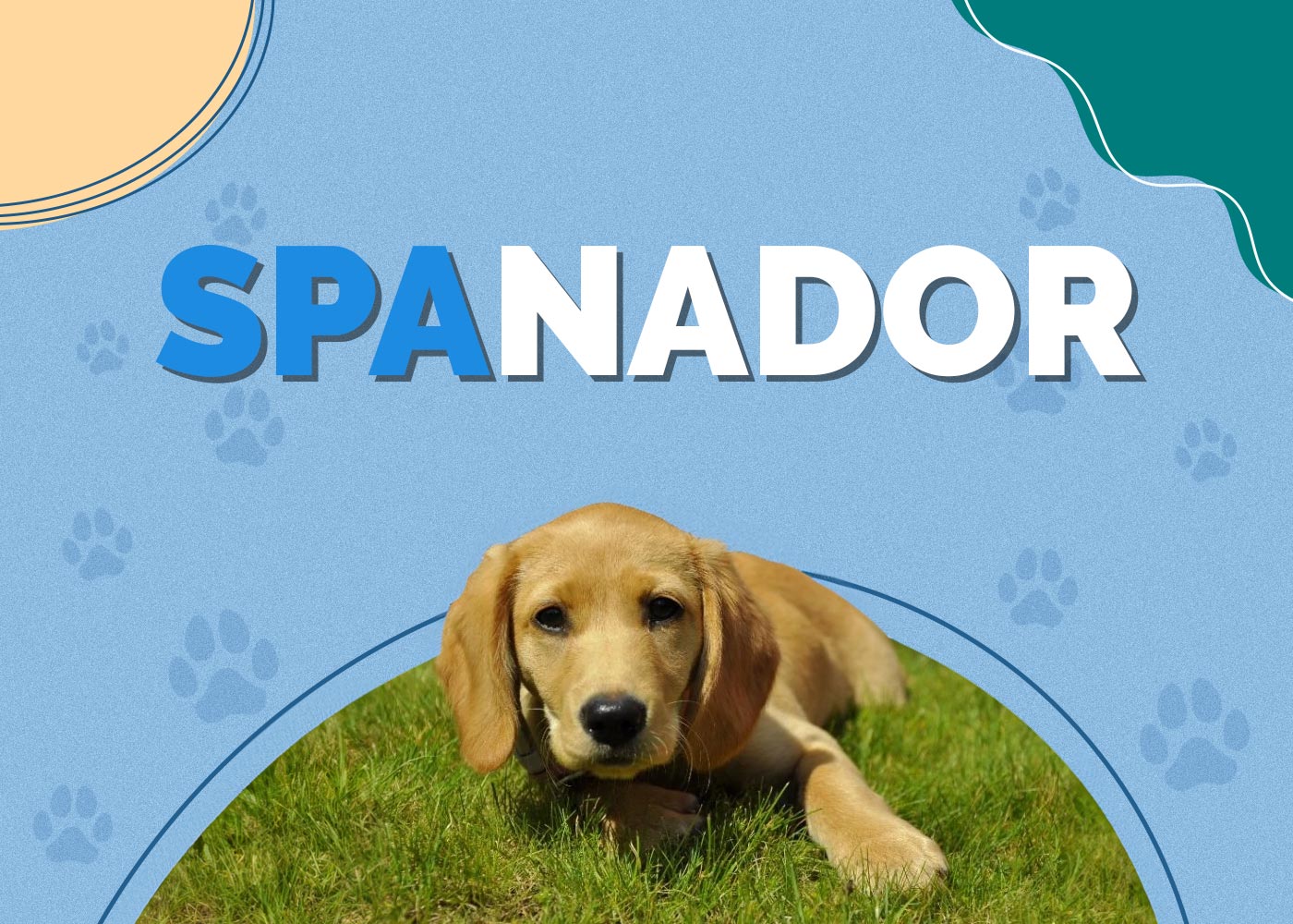 Spanador (Cocker Spaniel & Lab Mix): Info, Pictures, Facts