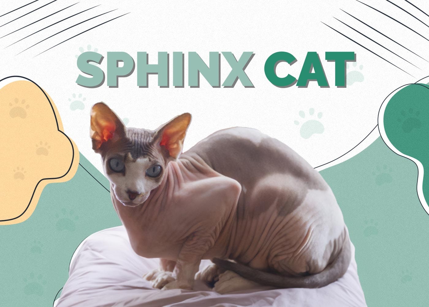 Sphynx Cat (Hairless) Breed: Info, Pictures, Care, Traits & Facts