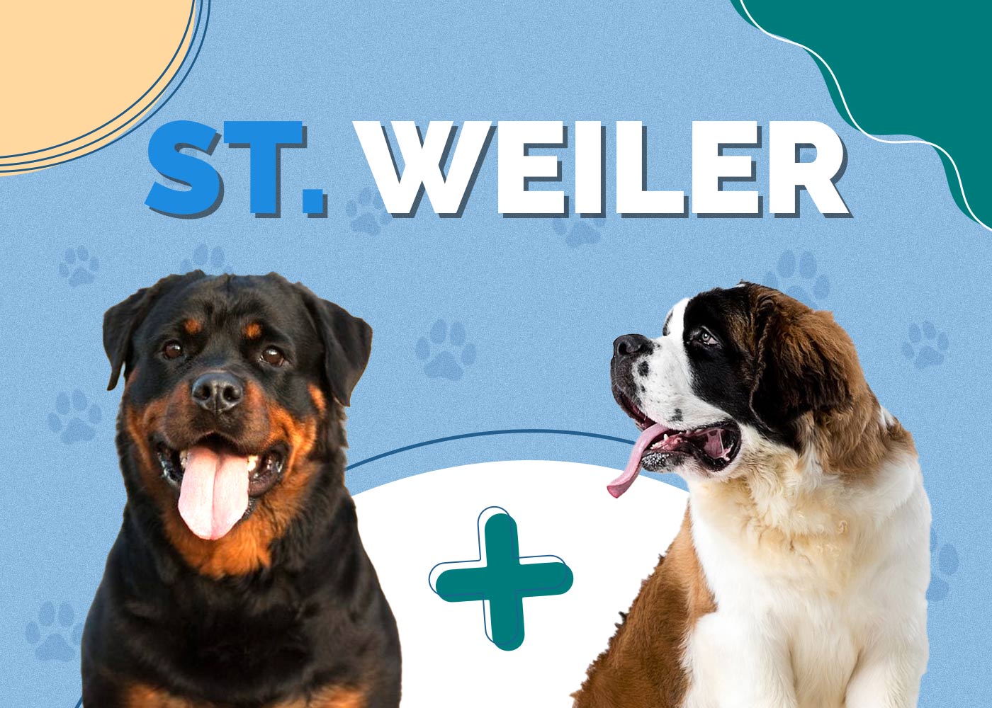 St. Weiler (St Bernard & Rottweiler Mix) Info, Pictures, Characteristics & More