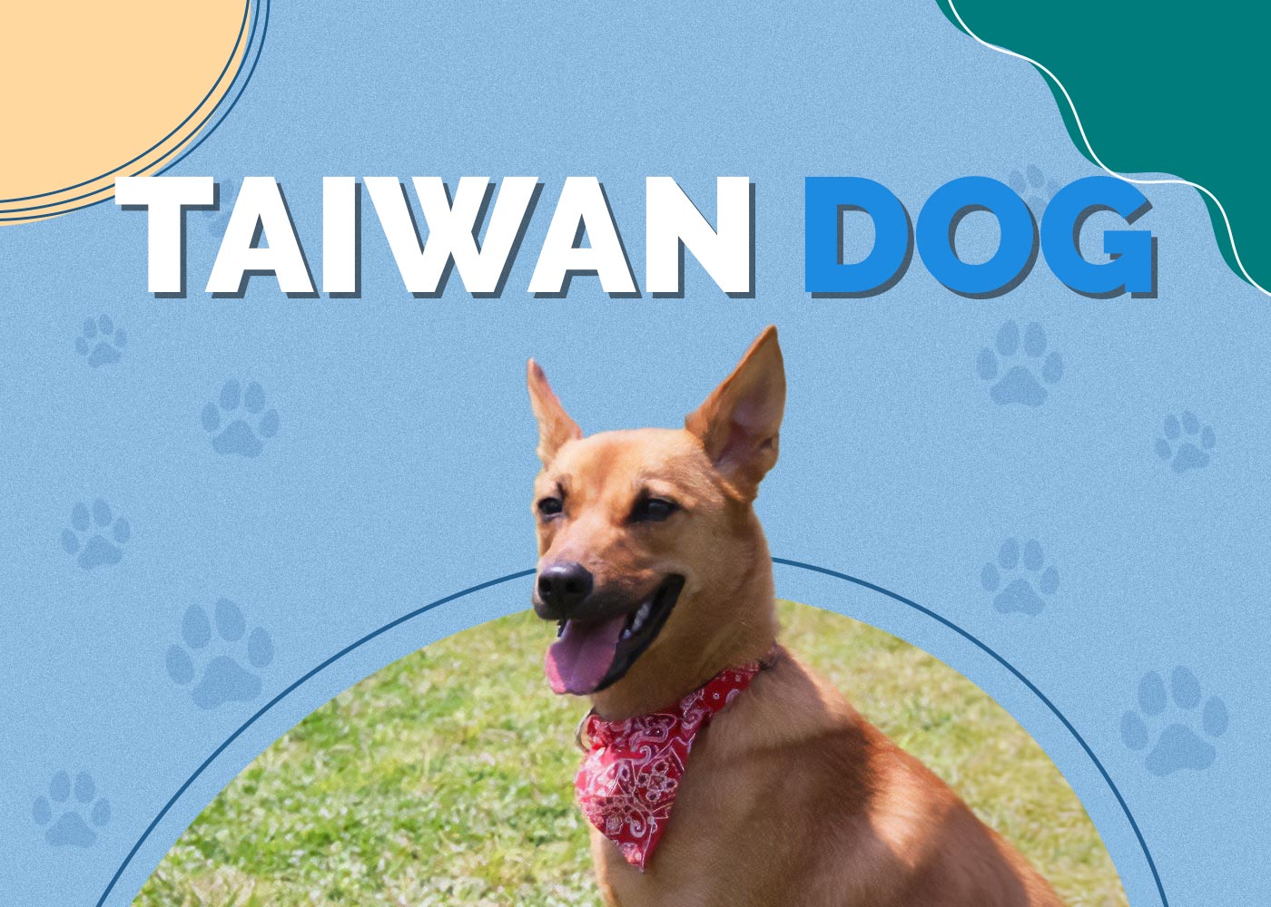 Taiwan Dog | Breed Info: Pictures, Characteristics & Facts