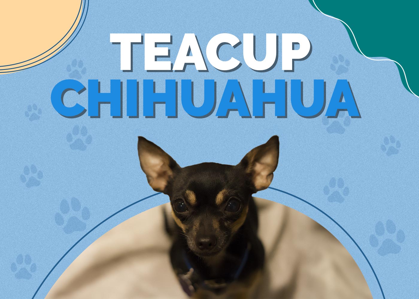 Teacup Chihuahua Dog Breed Info: Pictures, Temperament & Traits