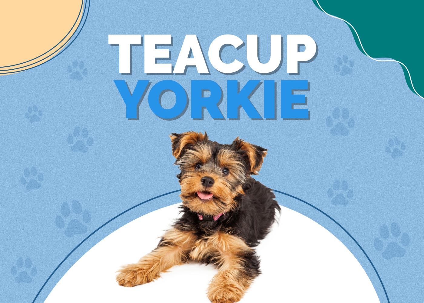 Teacup Yorkie Dog Breed: Info, Pictures, Personality & Facts