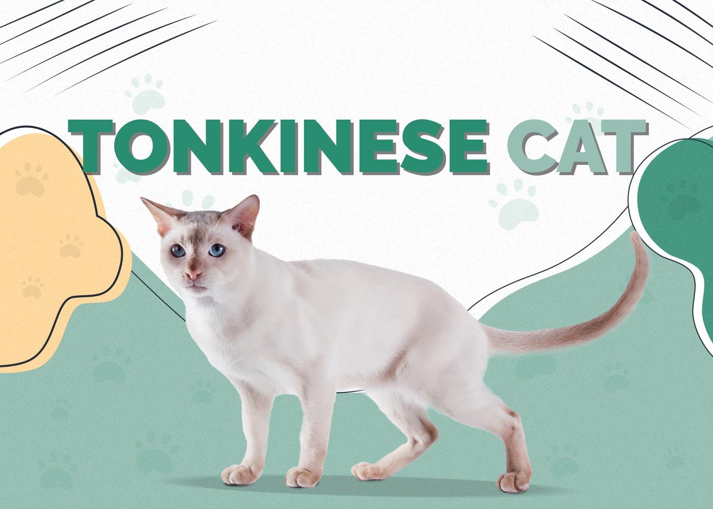 Tonkinese Cat: Info, Pictures, Care, Traits & Facts