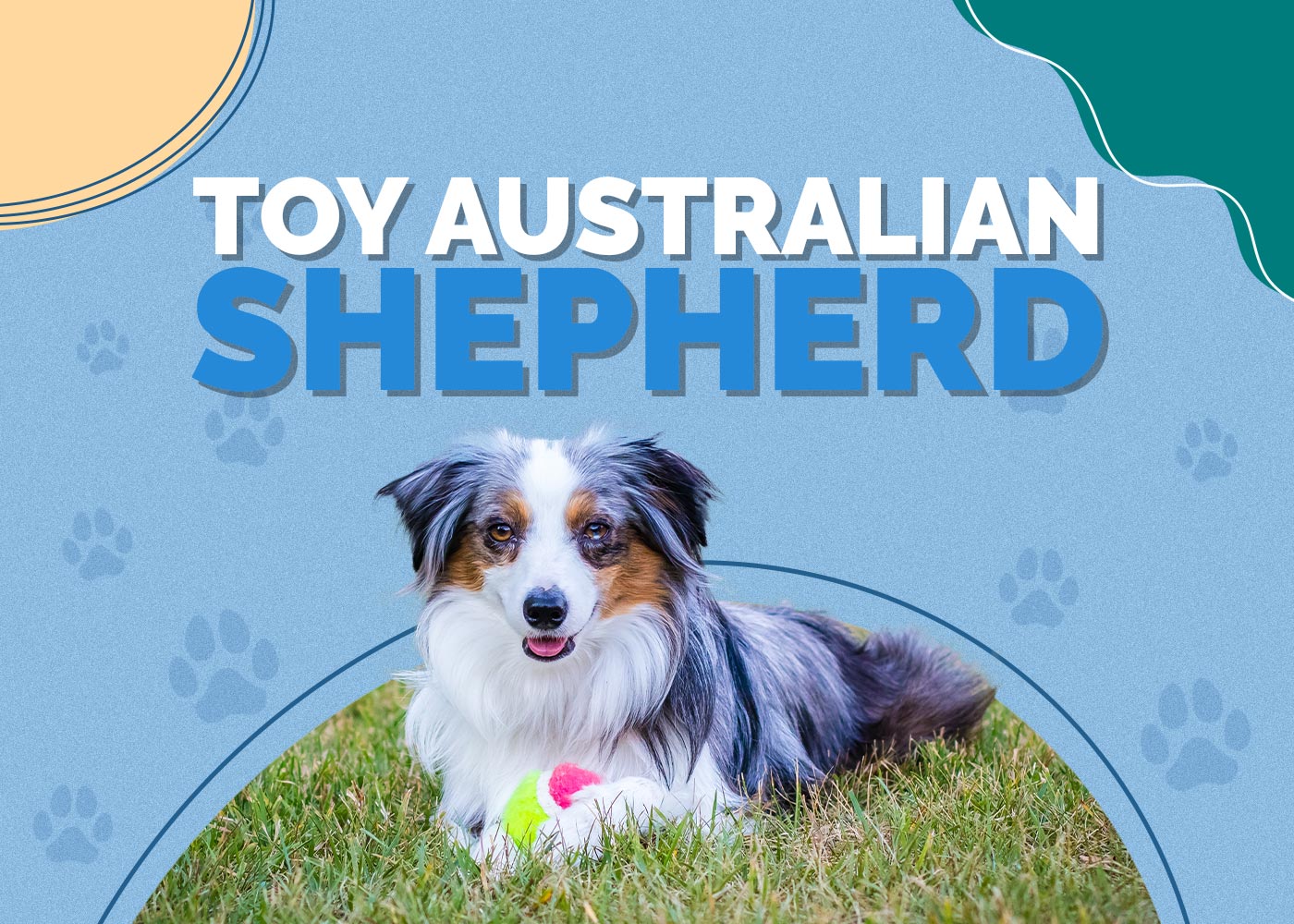 Toy Australian Shepherd: Info, Pictures, Characteristics & More
