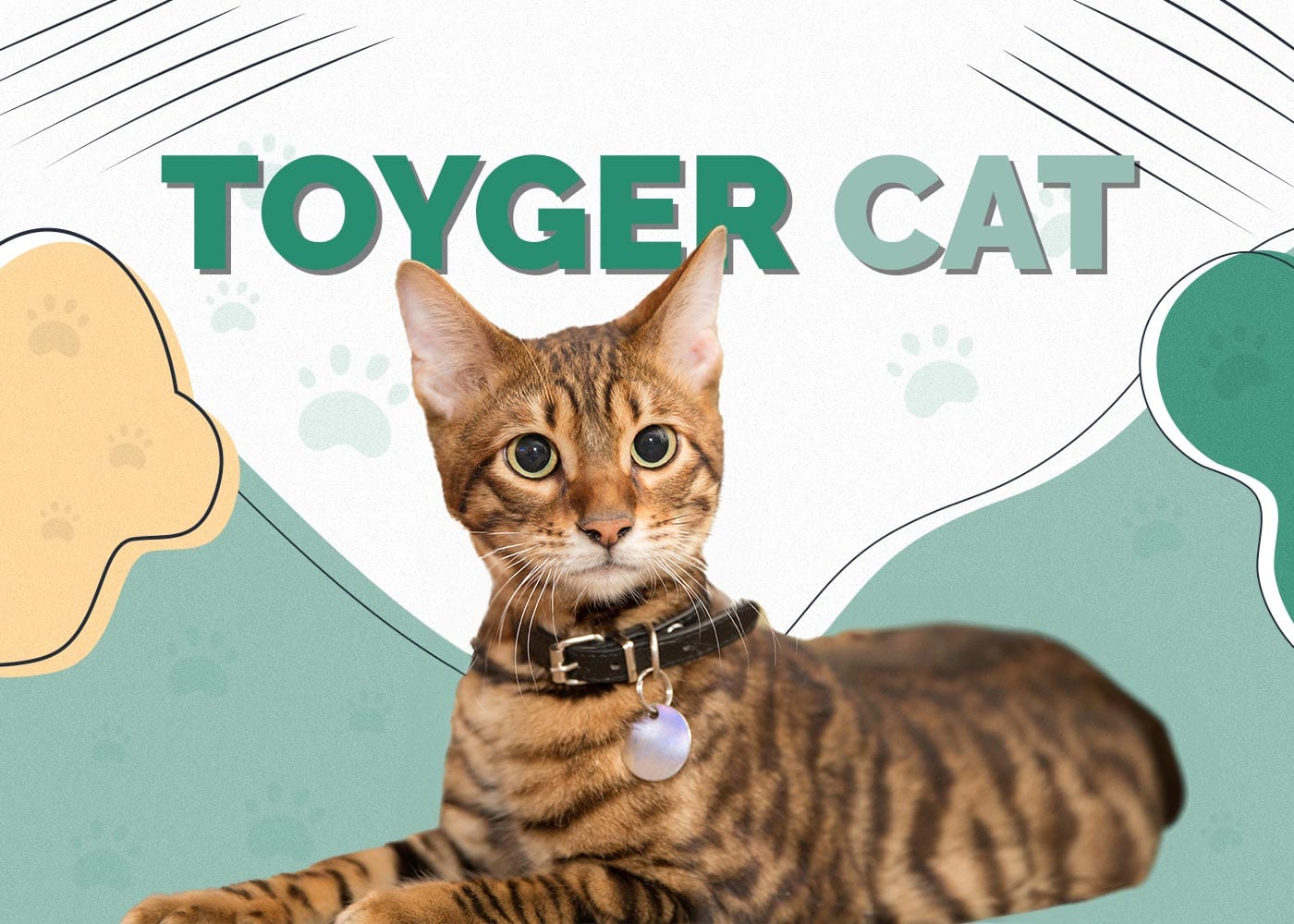 Toyger Cat: Info, Pictures, Characteristics & Facts