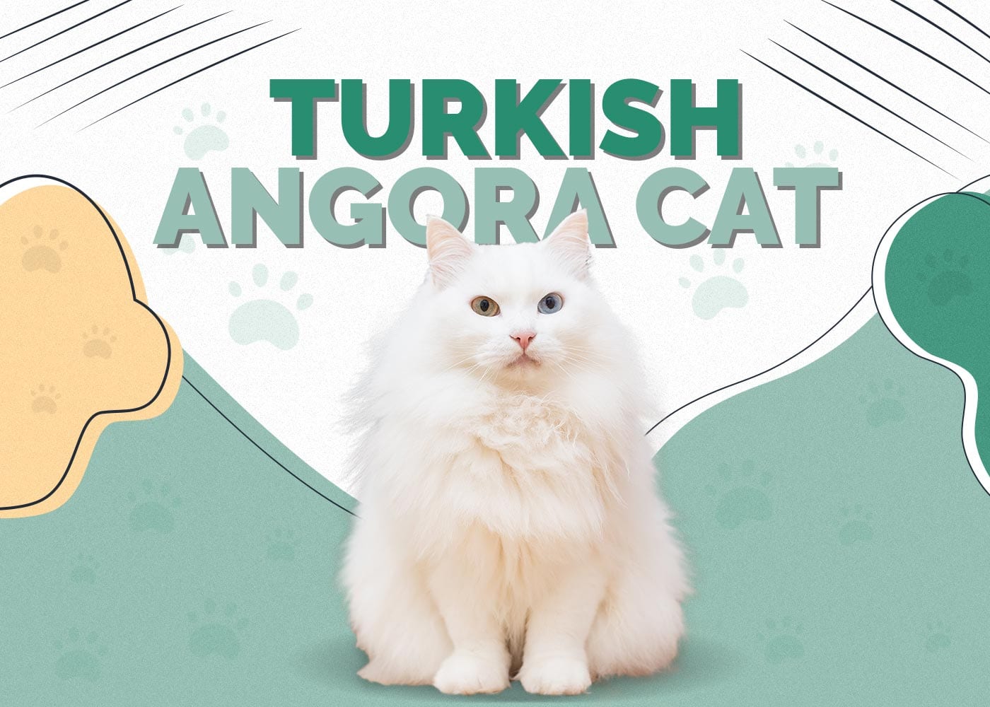 Turkish Angora Cat: Breed Info, Pictures, Temperament & Traits