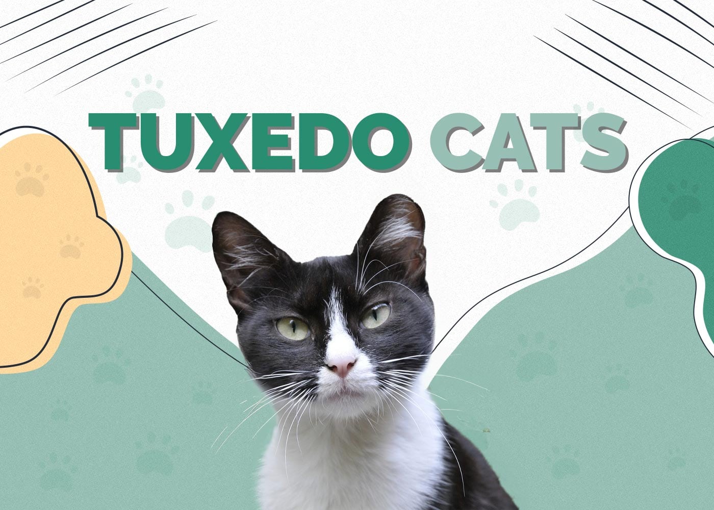Tuxedo Cats: Breed Info, Pictures, Temperament & Traits