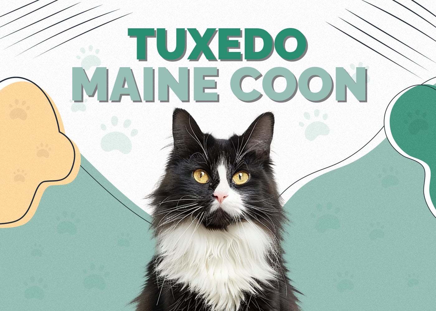 Tuxedo Maine Coon: Facts, Origin & History (With Pictures)