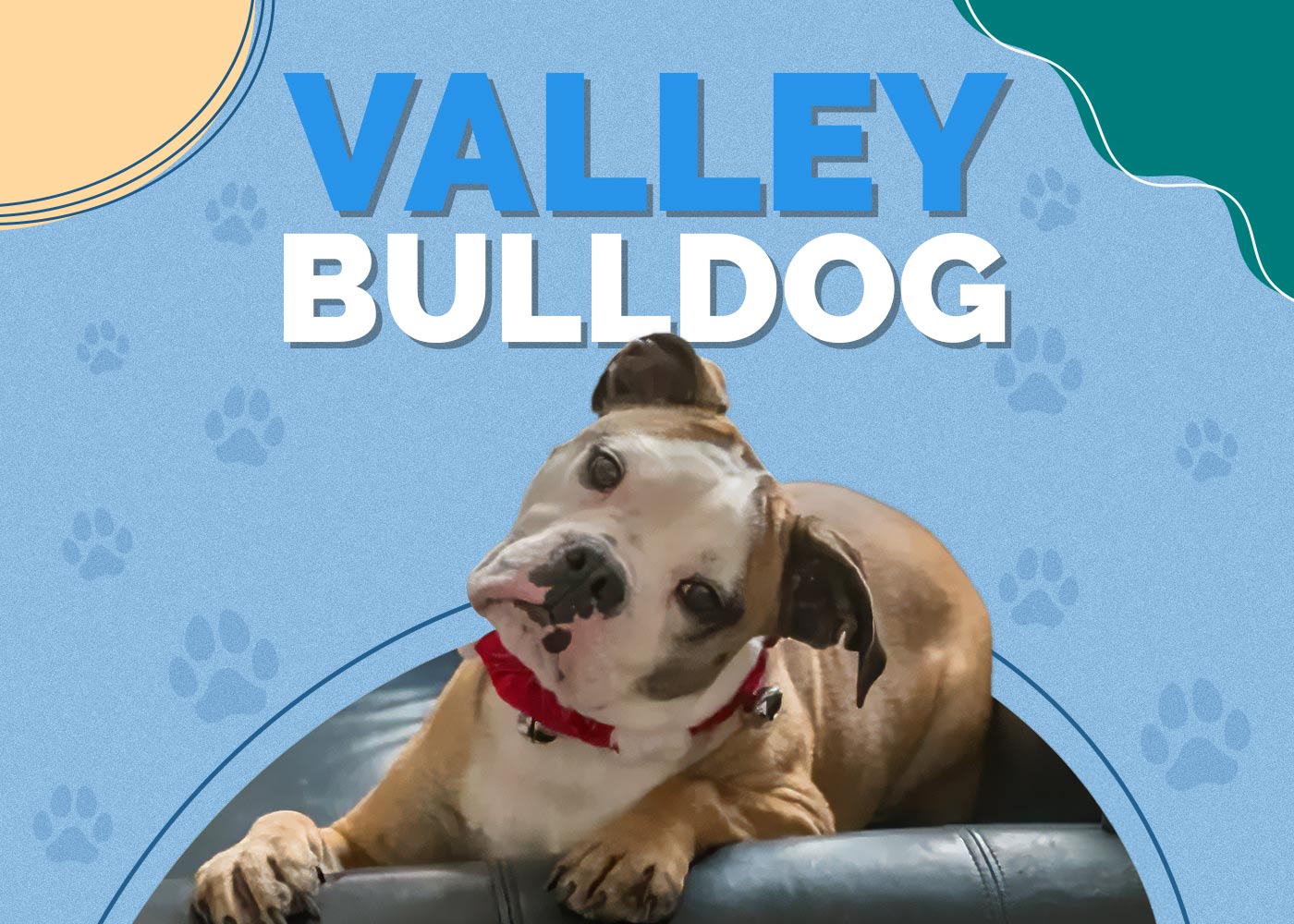 Valley Bulldog (Boxer & English Bulldog Mix): Info, Pictures, Traits & More