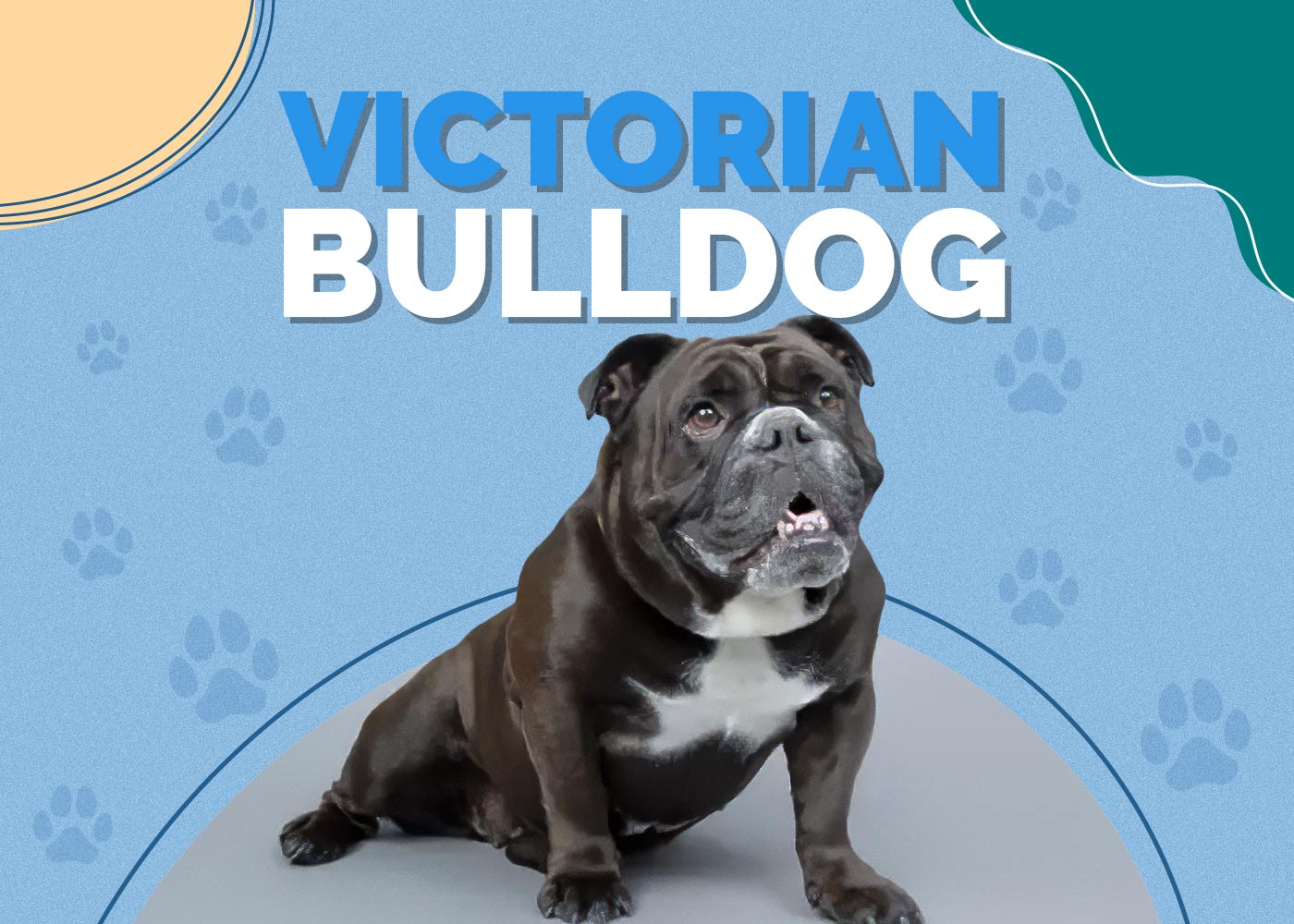 Victorian Bulldog: Info, Traits & Pictures