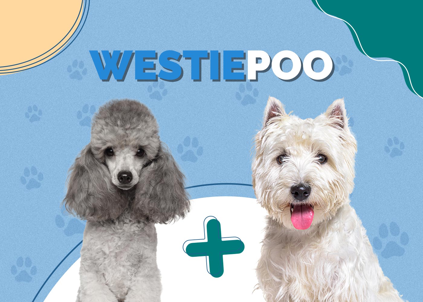 Westiepoo (Westie & Poodle Mix): Info, Pictures, Characteristics & Facts