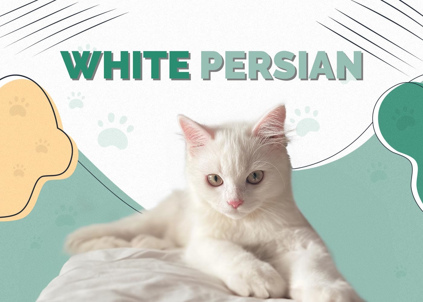 White Persian Cat: Facts, Origin & History (With Pictures)