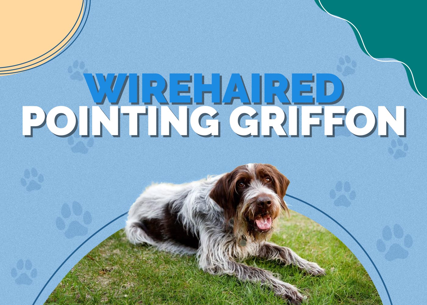 Wirehaired Pointing Griffon Dog Breed: Info, Pictures, Traits & More