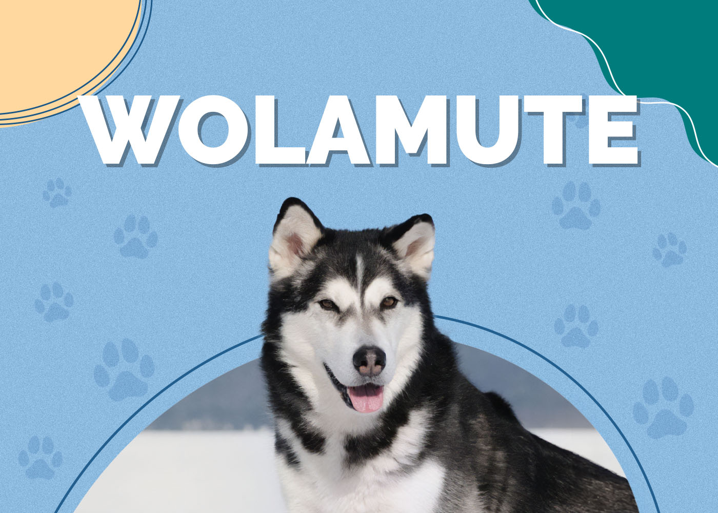 Wolamute (Gray Wolf & Alaskan Malamute Mix): Info, Pictures, Characteristics & More