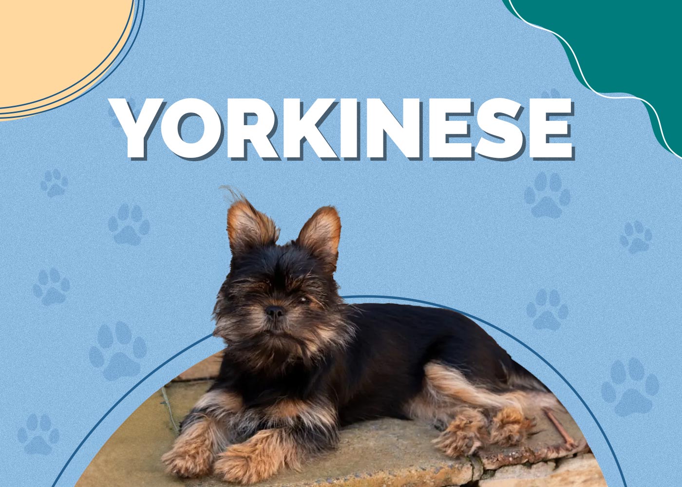 Yorkinese (Yorkie & Pekingese Mix): Info, Pictures & Characteristics