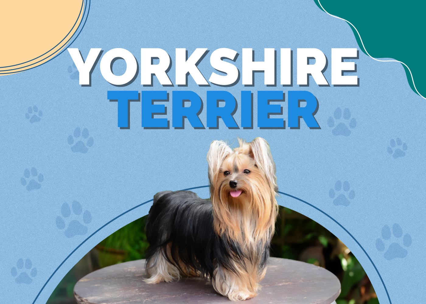 Yorkshire Terrier Dog Breed: Info, Pictures, Traits & Facts