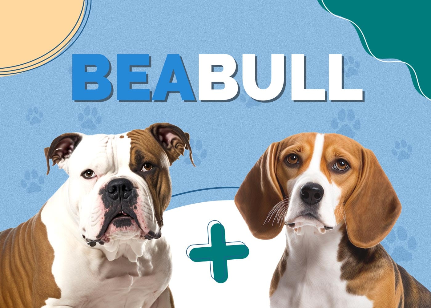 Beabull (Beagle & English Bulldog Mix): Info, Pictures, Characteristics & Facts