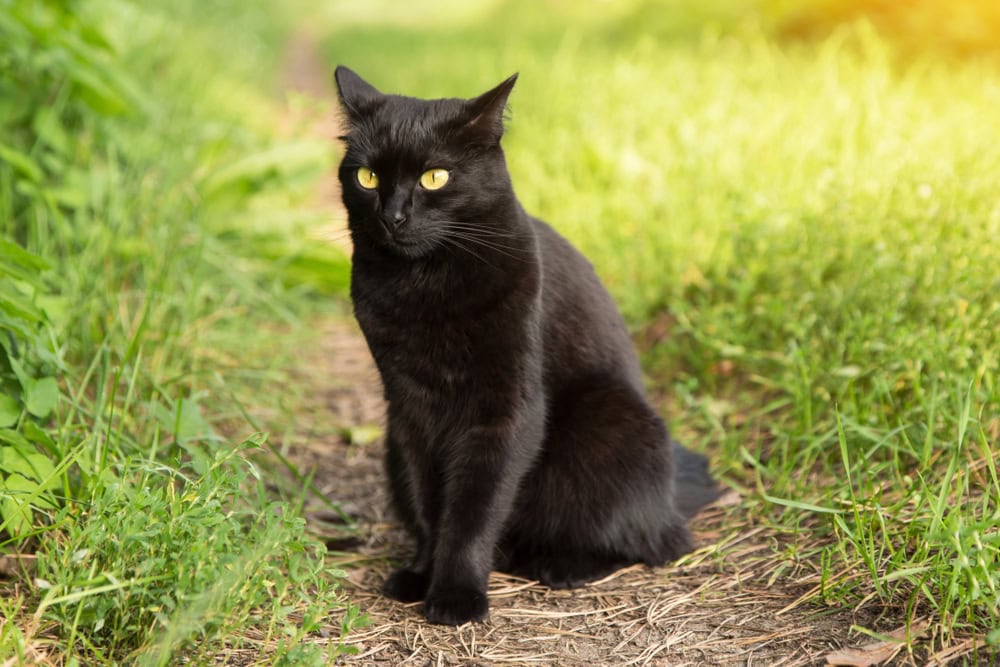 Do Cats Sweat? Science-Based Facts & FAQ
