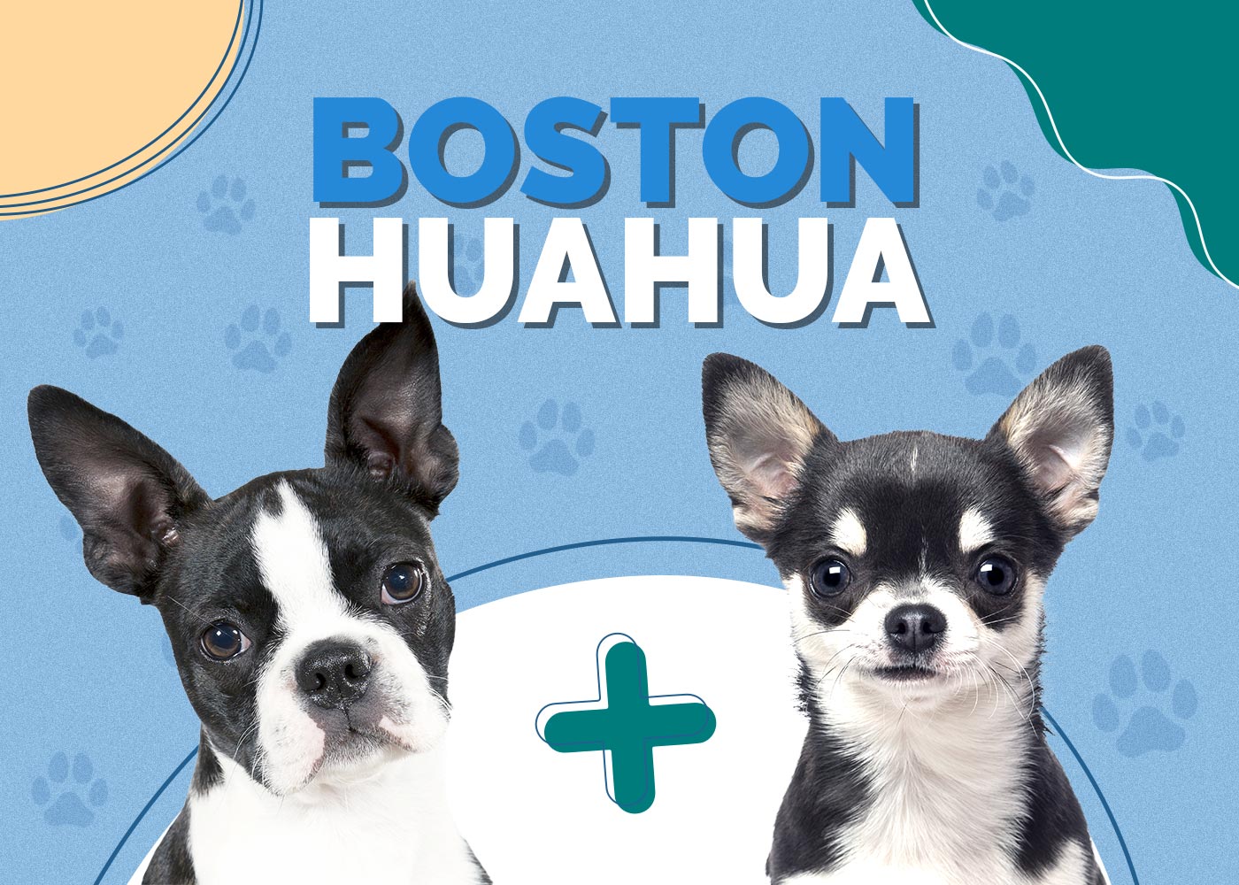 Boston Huahua (Boston Terrier & Chihuahua Mix): Info, Pictures, Facts