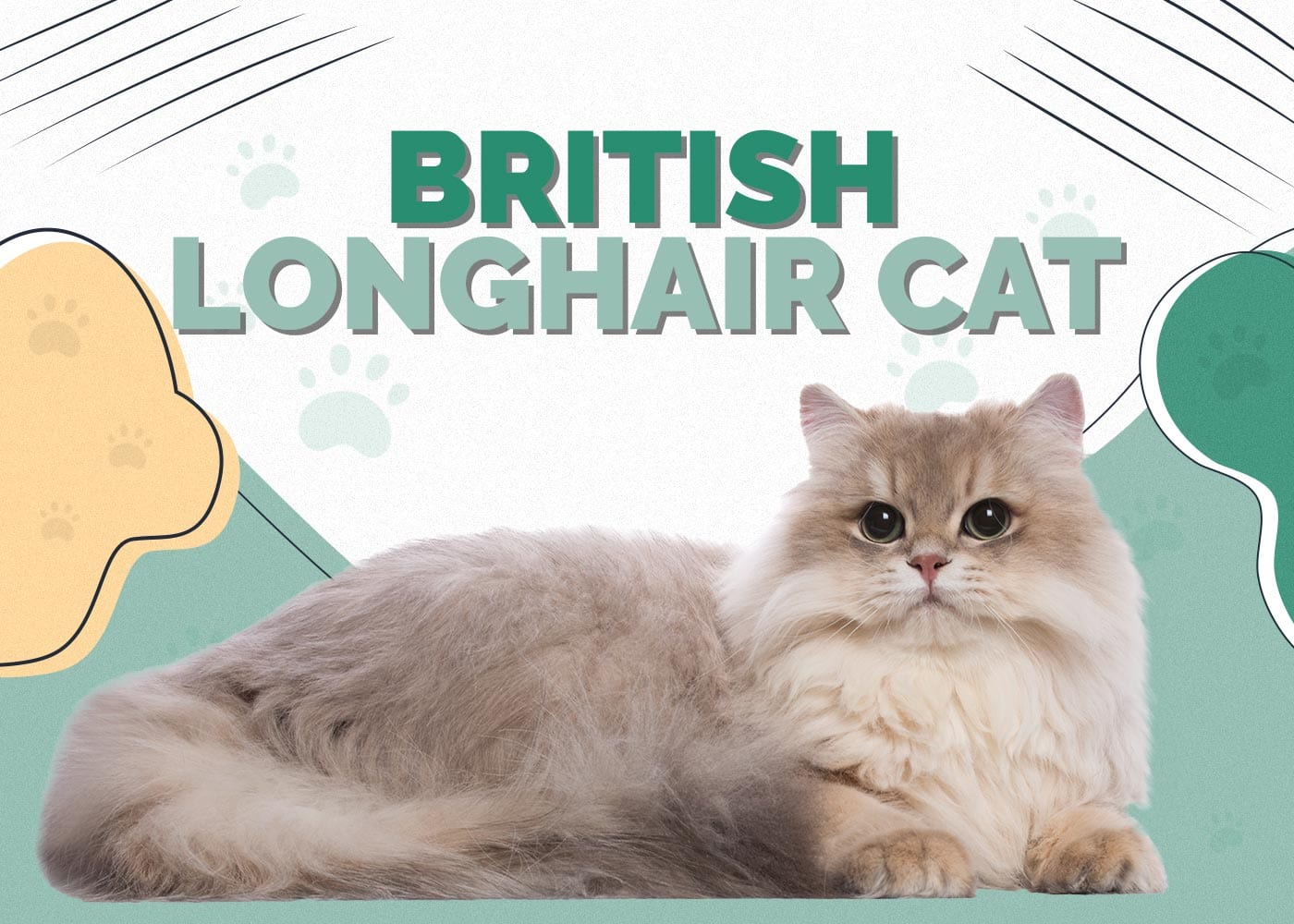 British Longhair Cat: Breed Info, Pictures, Care, Traits & Facts