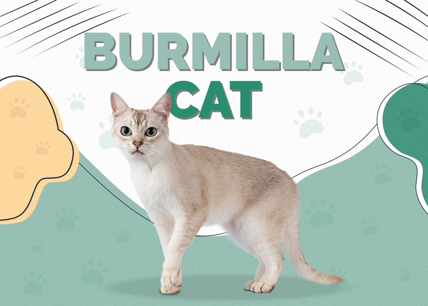Burmilla Cat: Info, Pictures, Characteristics & Facts