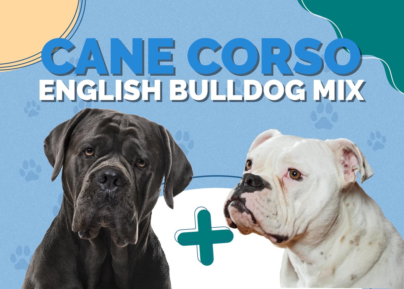 Cane Corso English Bulldog Mix: Pictures, Temperament & Traits