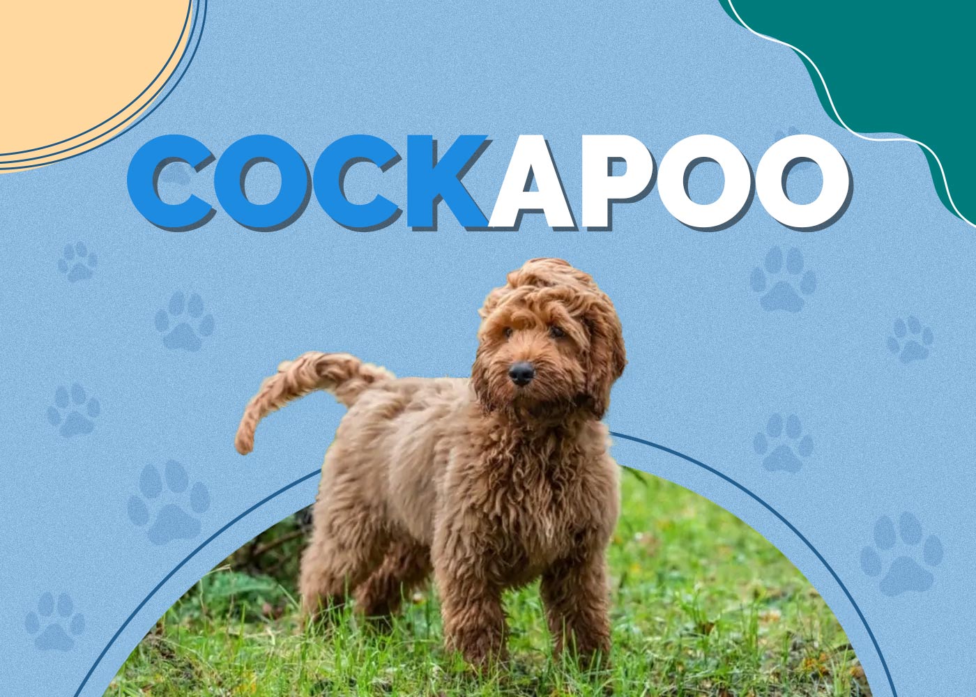 Cockapoo (Cocker Spaniel & Poodle Mix) Info, Pictures, Facts, Traits
