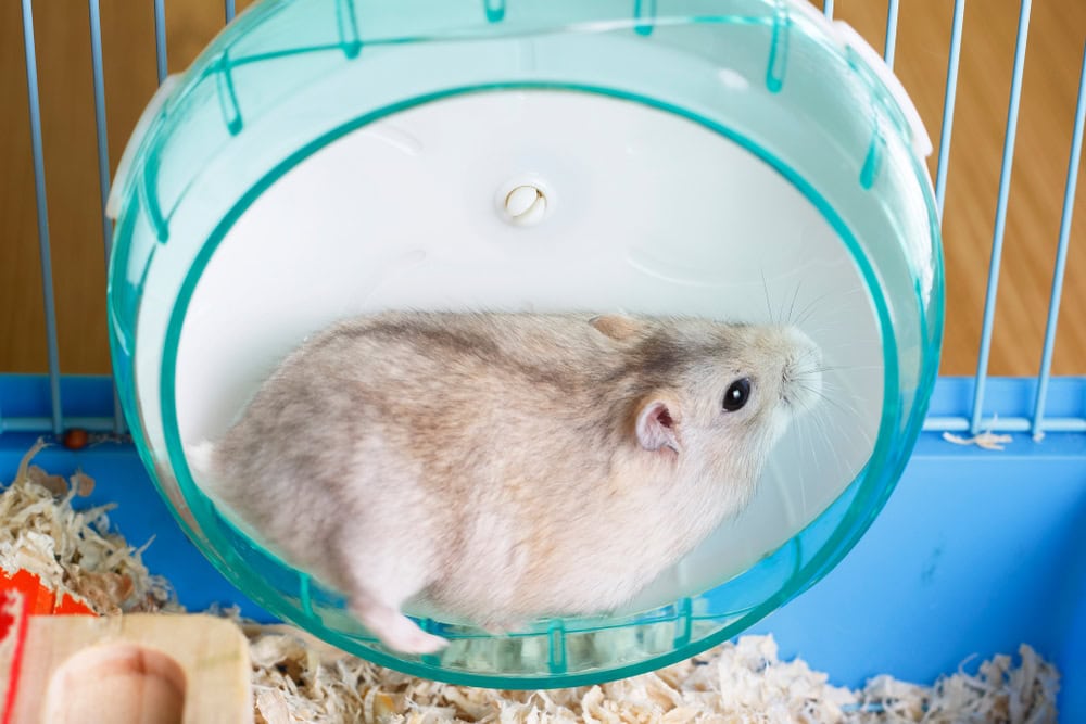 How Long Are Hamsters Pregnant? Vet-Approved Gestation Guide