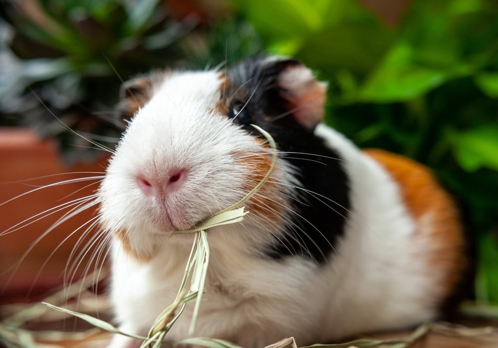 How Long Can Guinea Pigs Go Without Food or Water? Vet-Reviewed Nutritional Information