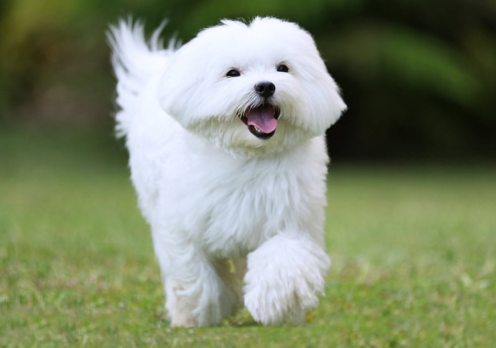15 Dog Breeds That Don’t Drool Much: Info, Pictures, History & Facts